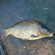 Paprastasis karpis