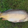 Paprastasis karpis