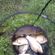 Paprastasis karpis