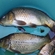 Paprastasis karpis