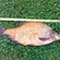Karšis