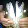 Starkis