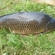 Paprastasis karpis