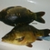 Paprastasis karpis