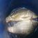 Paprastasis karpis