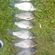Sidabrinis karosas