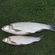 Salatis