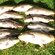 Paprastasis karpis