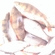 Paprastoji kuoja