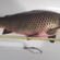Paprastasis karpis
