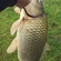 Paprastasis karpis