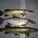 Salatis