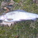 Kiršlys