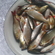 Paprastoji kuoja