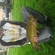 Lynas