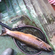 Ferox trout