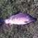 Paprastasis karpis
