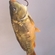 Paprastasis karpis