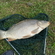 Paprastasis karpis