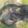 Paprastasis karpis