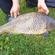 Paprastasis karpis