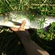 Salatis