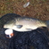 Paprastasis karpis