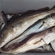 Menkė