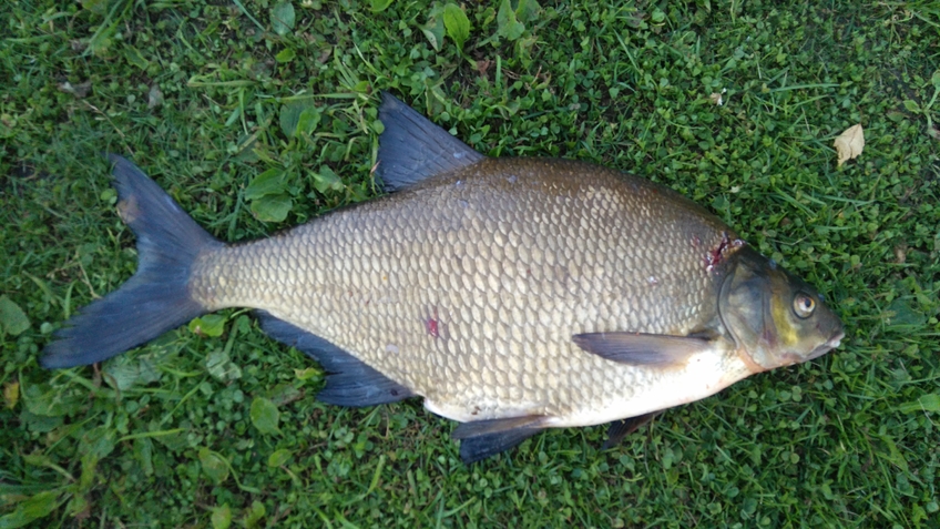 Karšis