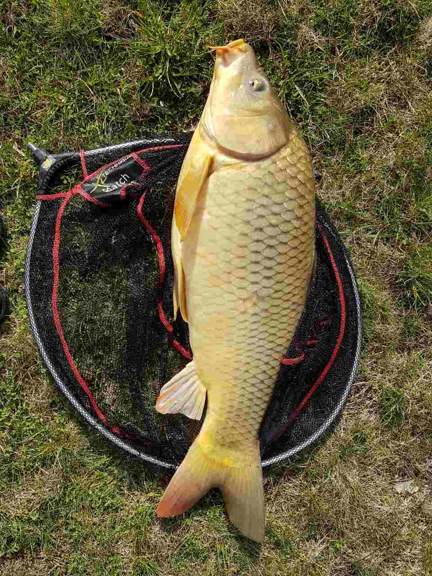 Paprastasis karpis