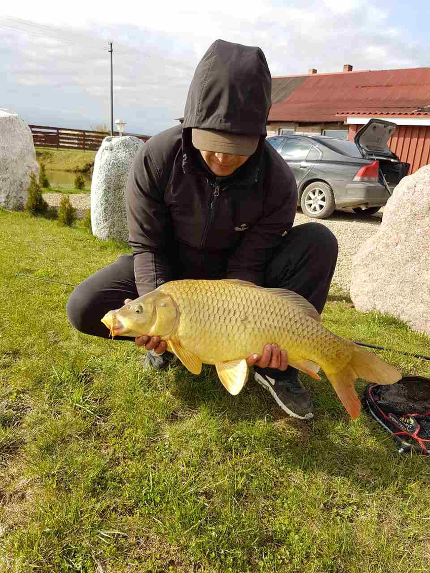 Paprastasis karpis