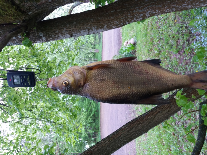 Karšis