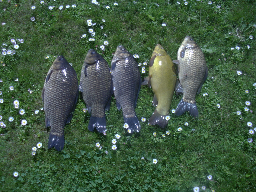 Sidabrinis karosas