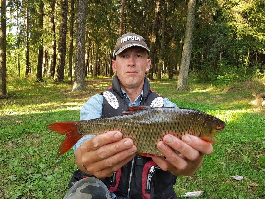 Paprastoji kuoja