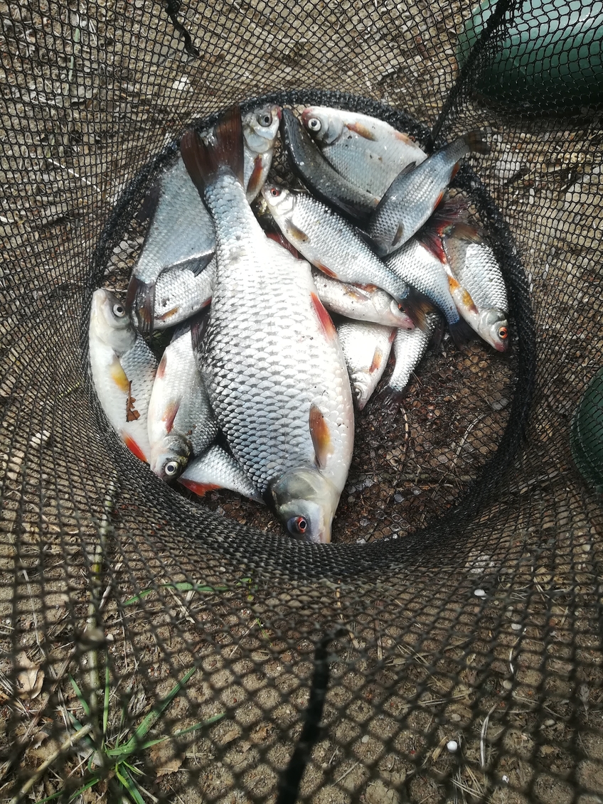 Paprastoji kuoja
