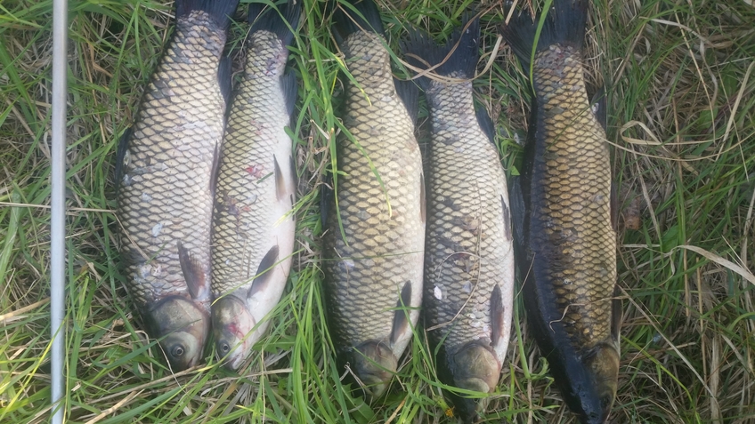 Baltasis amūras