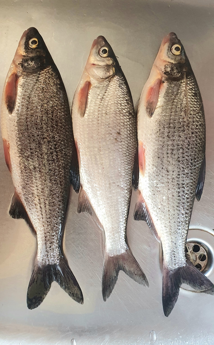 Žiobris