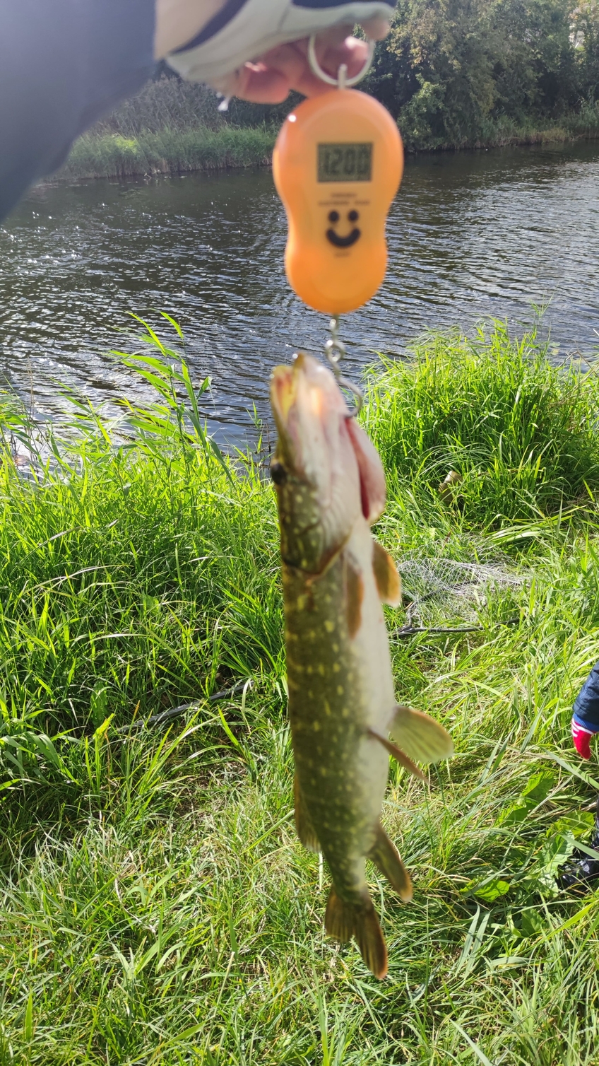 Lydeka