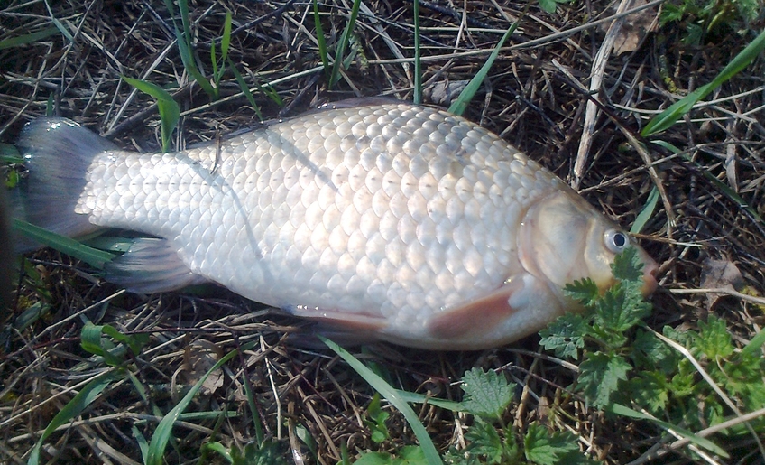 Sidabrinis karosas