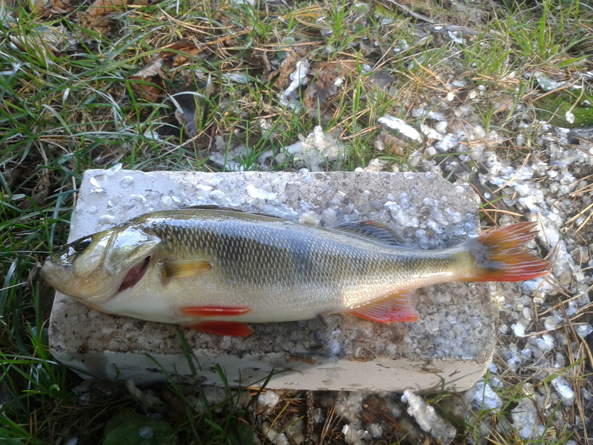 Ešerys