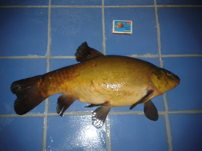 Lynas