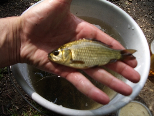 Sidabrinis karosas