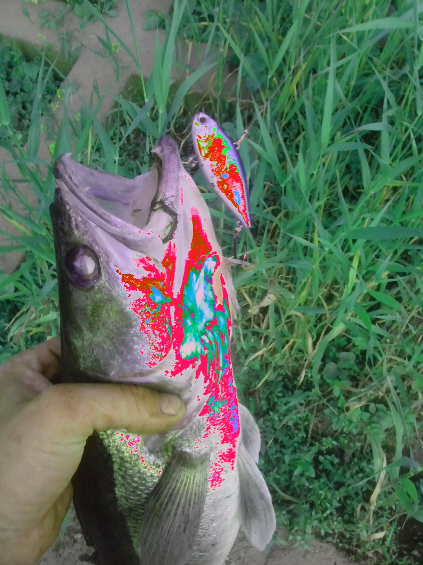 Starkis