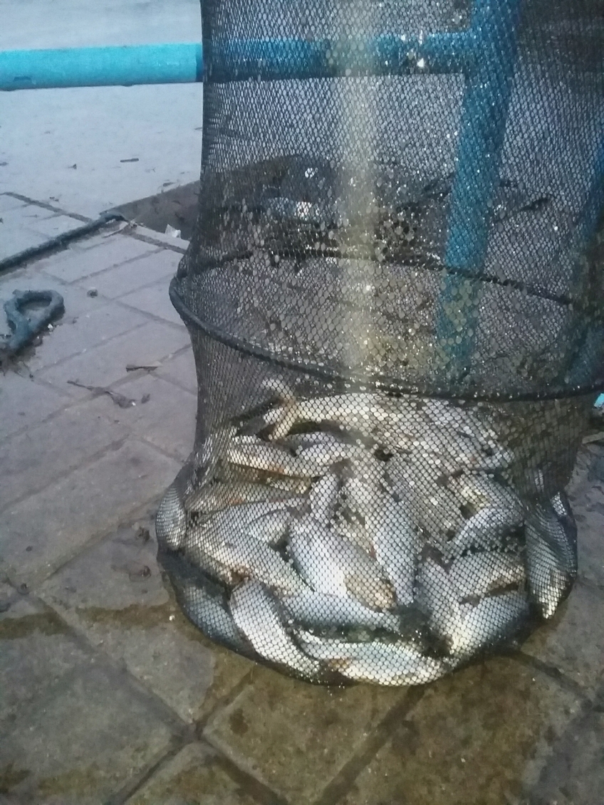 Paprastoji kuoja