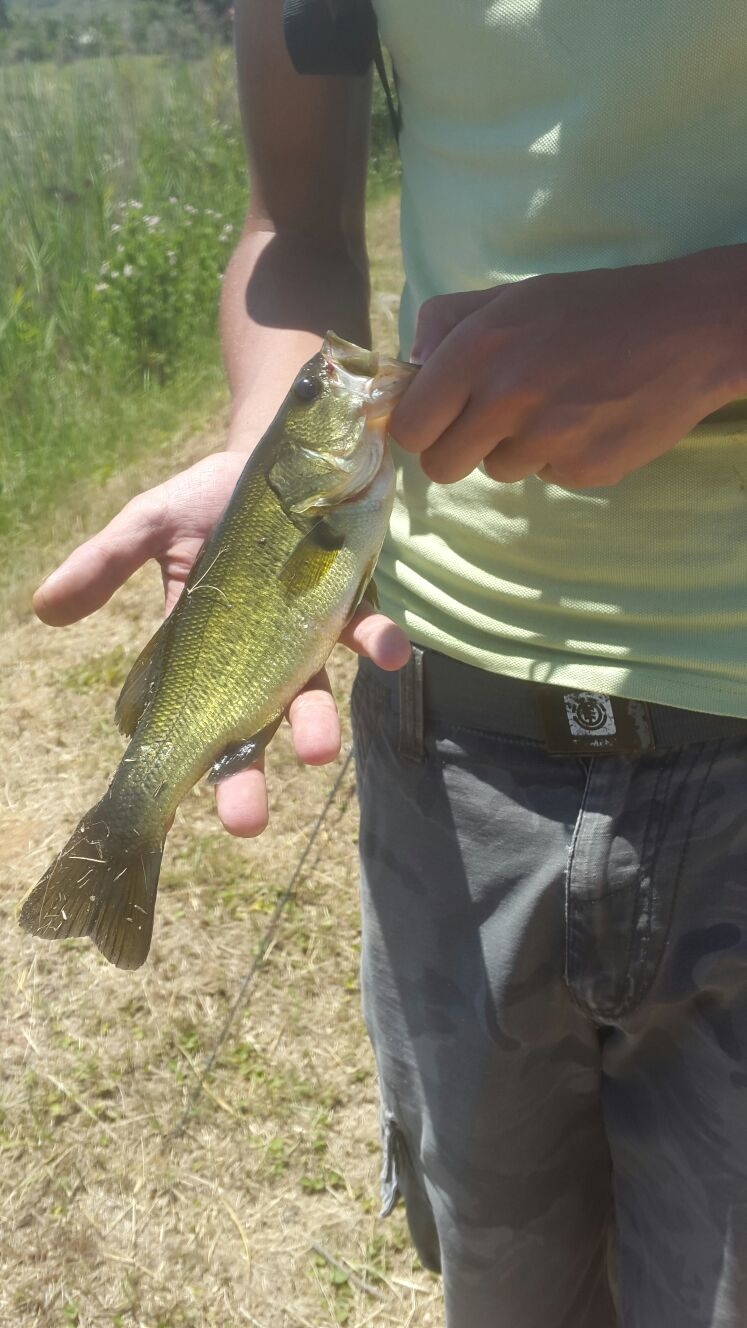 Largemouth Bass