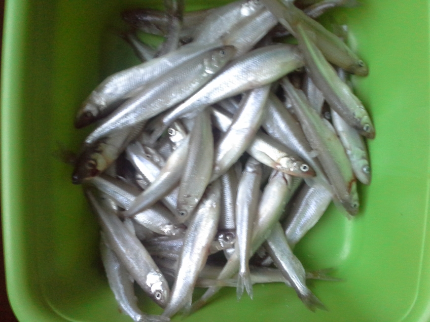 Stinta