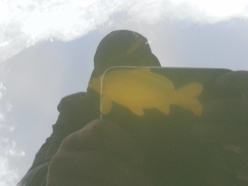Paprastasis karpis