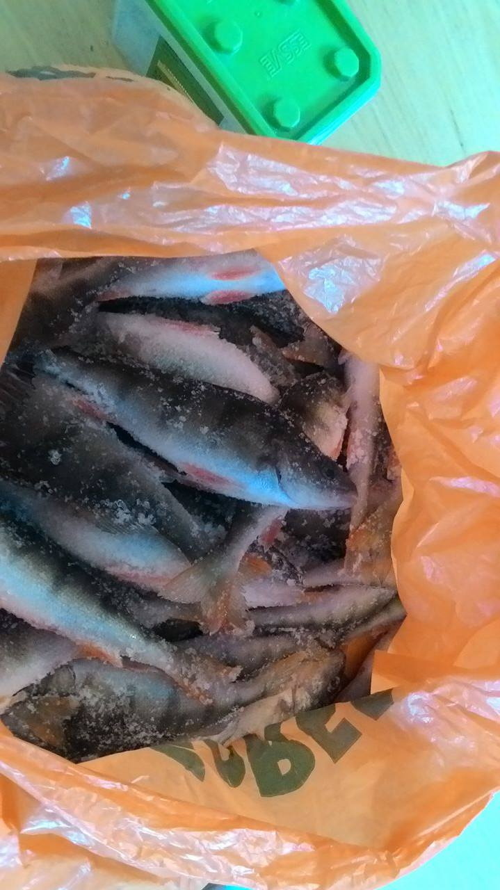 Ešerys