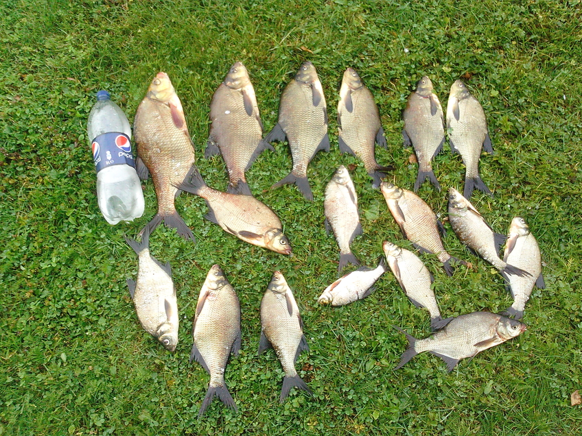 Karšis