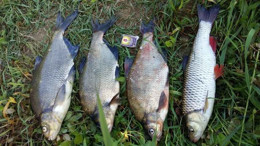 Karšis